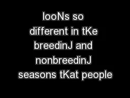looNs so different in tKe breedinJ and nonbreedinJ seasons tKat people