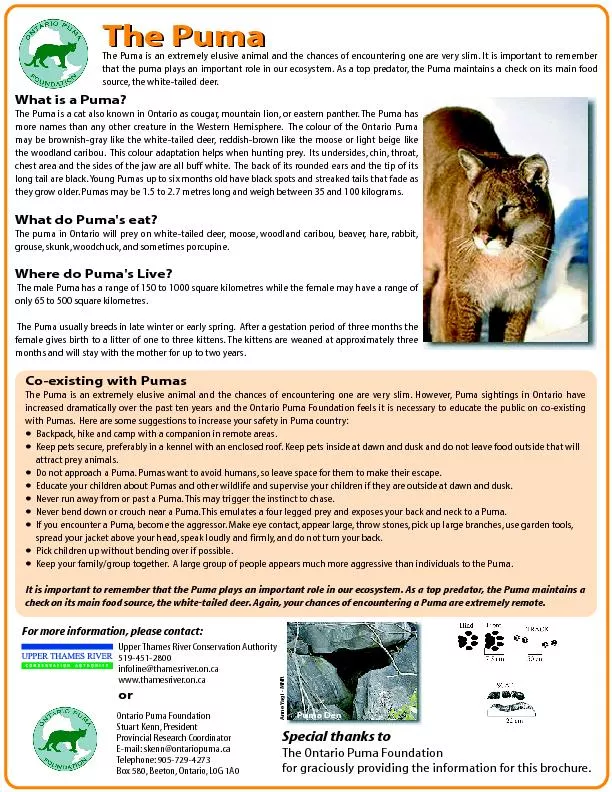 The PumaWhat is a Puma?   The Puma is a cat also known in Ontario as c