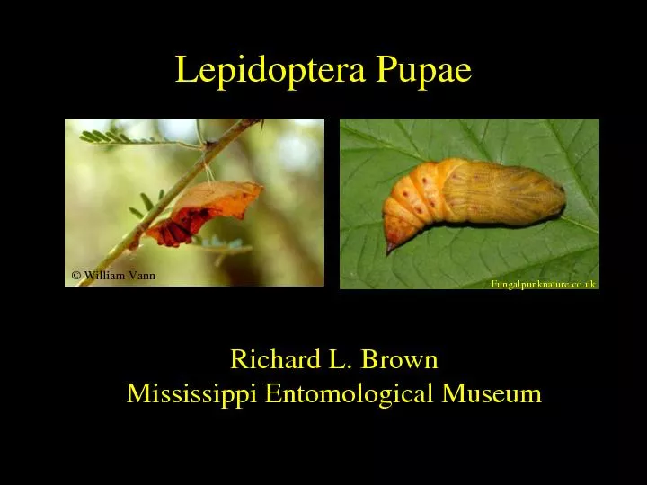 Lepidoptera Pupae