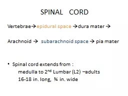 SPINAL   CORD