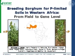 Breeding Sorghum for P-limited Soils in Western Africa: