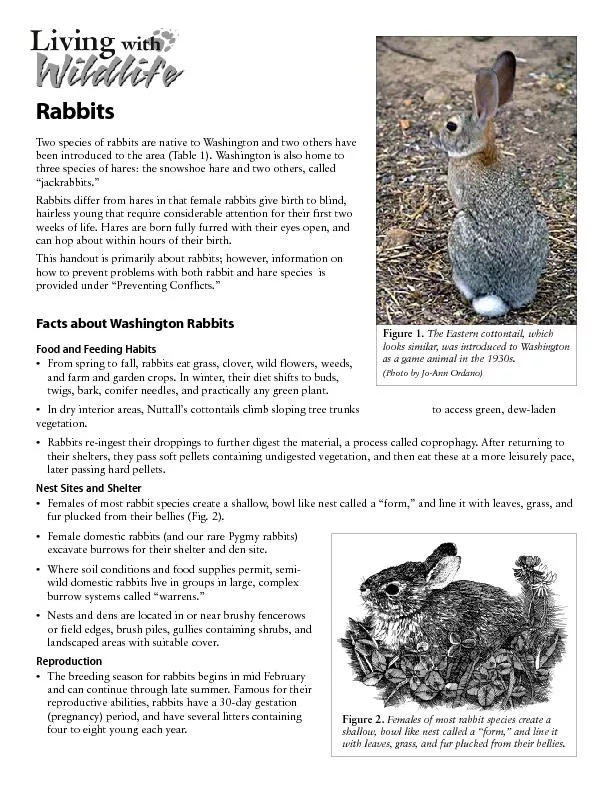 Two species of rabbits are native to Washington and two others havebee