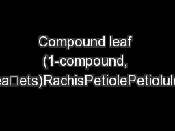 Compound leaf (1-compound, seven leaets)RachisPetiolePetiolule(leaet