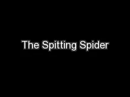The Spitting Spider
