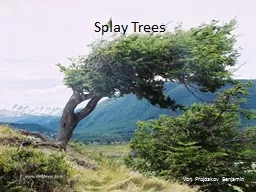 Splay Trees