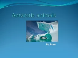 Antarctic animals