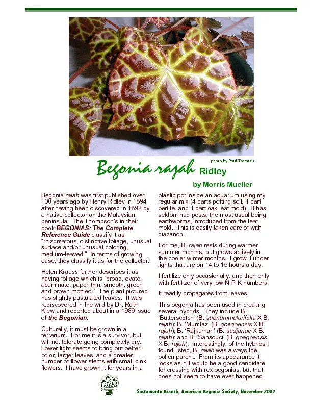 Sacramento Branch, American Begonia Society, November 2002