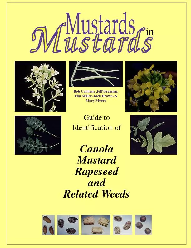 Guide toIdentification ofCanolaMustardRapeseedandRelated Weeds
...