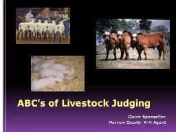 ABC’s of Livestock Judging