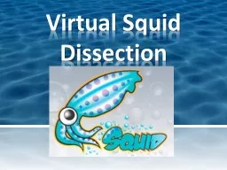 Virtual Squid Dissection