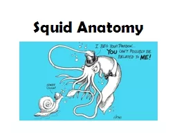 Squid Anatomy
