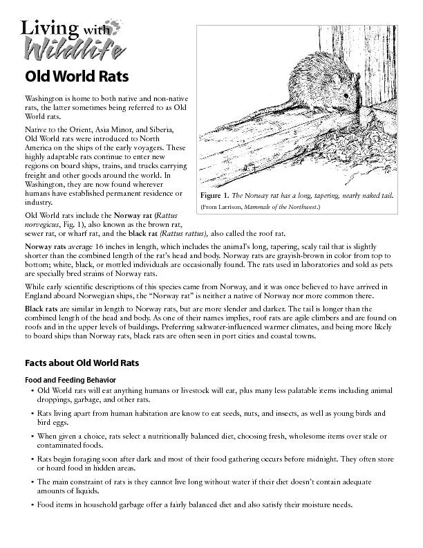Old World Rats