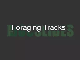 Foraging Tracks-