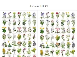 Flower ID #1