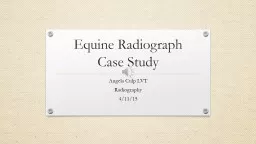 Equine Radiograph