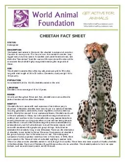 STATUS Endangered DESCRIPTION The fastest land animal in the world the cheetah is a marvel