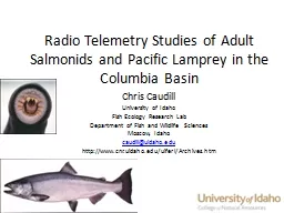 Radio Telemetry Studies of Adult Salmonids and Pacific Lamp