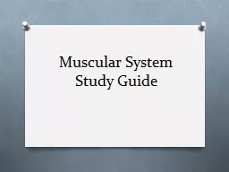Muscular System Study Guide