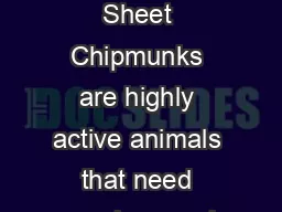 Chipmunk Facts Care Sheet Chipmunks are highly active animals that need spacious and stimulating