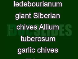 Culinary Types Allium schoenoprasum common chives onion chives Allium ledebourianum giant