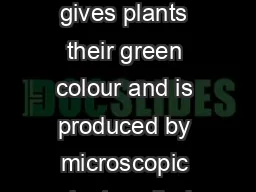 Chlorophyll What is chlorophyll Chlorophyll gives plants their green colour and is produced