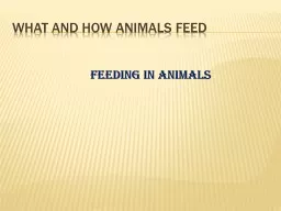 What and how animals feed