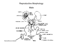 Reproductive Morphology