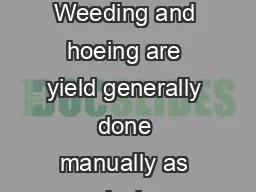 Chrysanthemum Intercultural Operations Weed ontrol Weeding and hoeing are yield generally