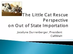 The Little Cat Rescue Perspective