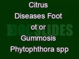 Citrus Diseases Foot ot or Gummosis Phytophthora spp