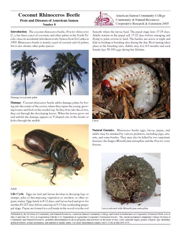 .  Rhinoceros beetles can be controlled by eliminat-ing sites that are