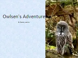 Owlsen's Adventure