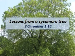 Lessons from a sycamore tree