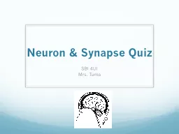 Neuron & Synapse Quiz