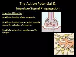 The Action Potential & Impulse/Signal Propagation