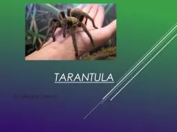 Tarantula