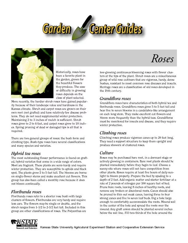 Historically, roses haveMore recently, the hardier shrub roses have ga