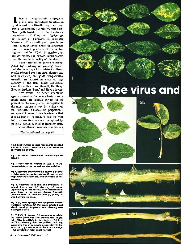 vegetatively propagated are subject virus-like diseases during propaga