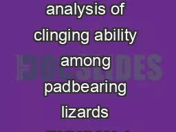 A comparative analysis of clinging ability among padbearing lizards DUNCAN J