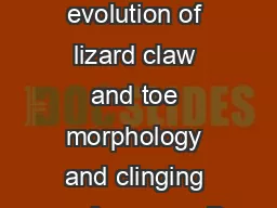The comparative evolution of lizard claw and toe morphology and clinging performance P