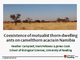 Coexistence of mutualist thorn-dwelling ants on camelthorn