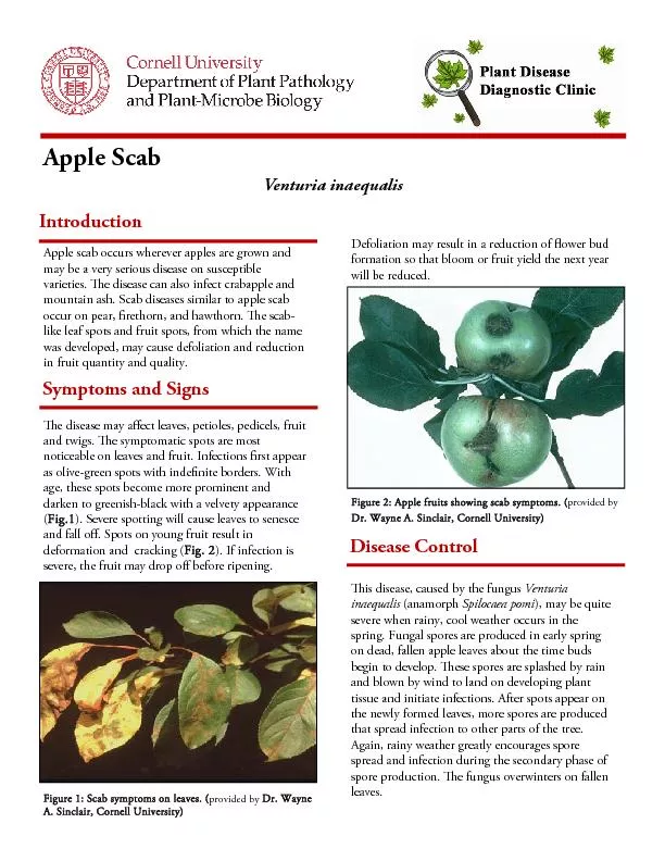 Symptoms and Signs       Venturia inaequalisFigure 2: Apple fruits sho