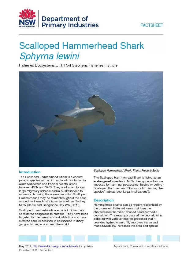 The Scalloped Hammerhead Shark is a coastal pelagic species with a cir