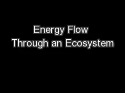 Energy Flow Through an Ecosystem