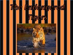The Endangered Tigers