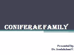 CONIFERAE FAMILY