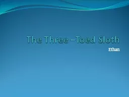 The Three –Toed Sloth