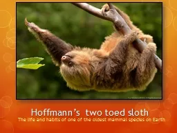Hoffmann’s two toed sloth