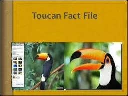 Toucan Fact File