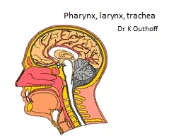 Pharynx, larynx, trachea